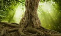 Grim Future for German Fairytale Forest
