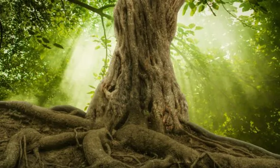 Grim Future for German Fairytale Forest