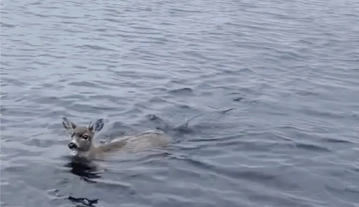 In this image taken from video one of two deers struggling in the waters of southeast Alaska's famed Inside Passage, near Ketchikan, Alaska, can be seen on Oct. 10, 2023. (Sgt. Mark Finses/Alaska Wildlife Troopers via AP)