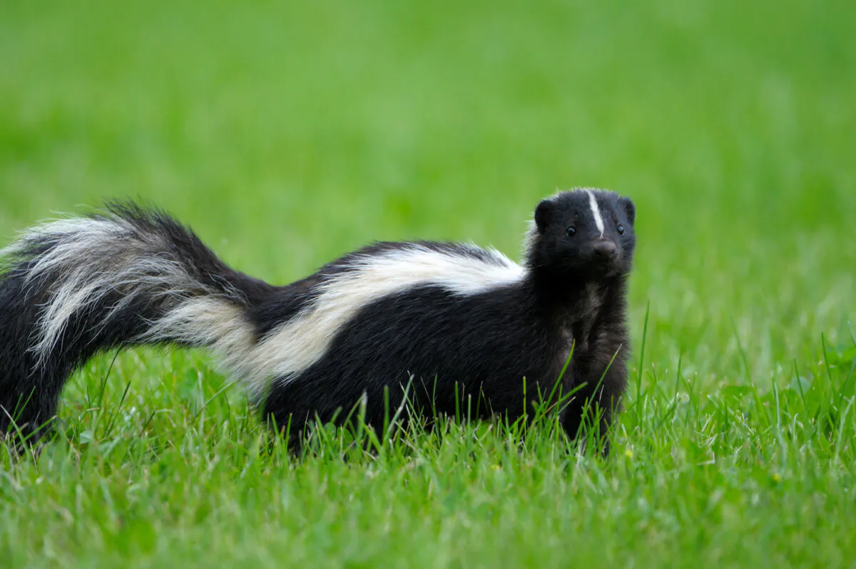 Some standard commercial skunk remedies are safe for puppies. (Jemini Joseph/Shutterstock)