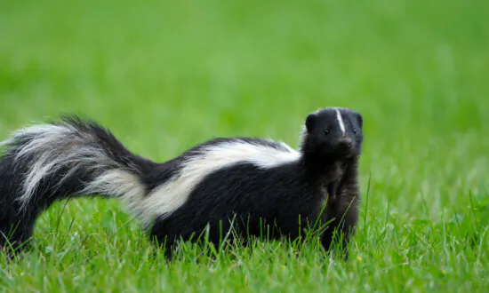 Skunk Remedies Safe for Puppy