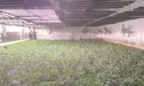 Massive Cannabis-Growing Warehouse Raided in Oakland, Worth $36.9 Million