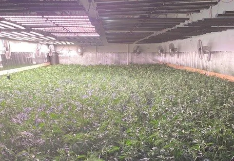 Massive Cannabis-Growing Warehouse Raided in Oakland, Worth $36.9 Million
