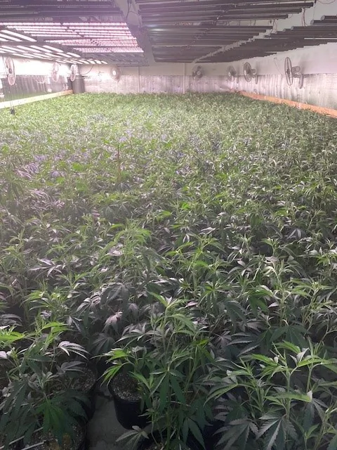 An indoor cannabis growing facility in Oakland, Calif. (Courtesy of the California Department Of Fish And Wildlife)