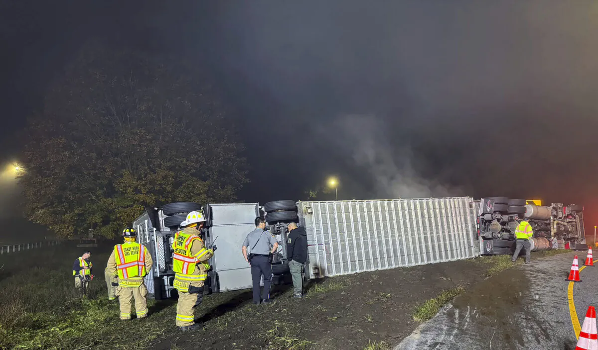 A tractor-trailer rollover carrying 44 cows, on Interstate 84 in Newtown, Conn., on Oct. 19, 2023. (Sandy Hook Volunteer Fire & Rescue via AP)