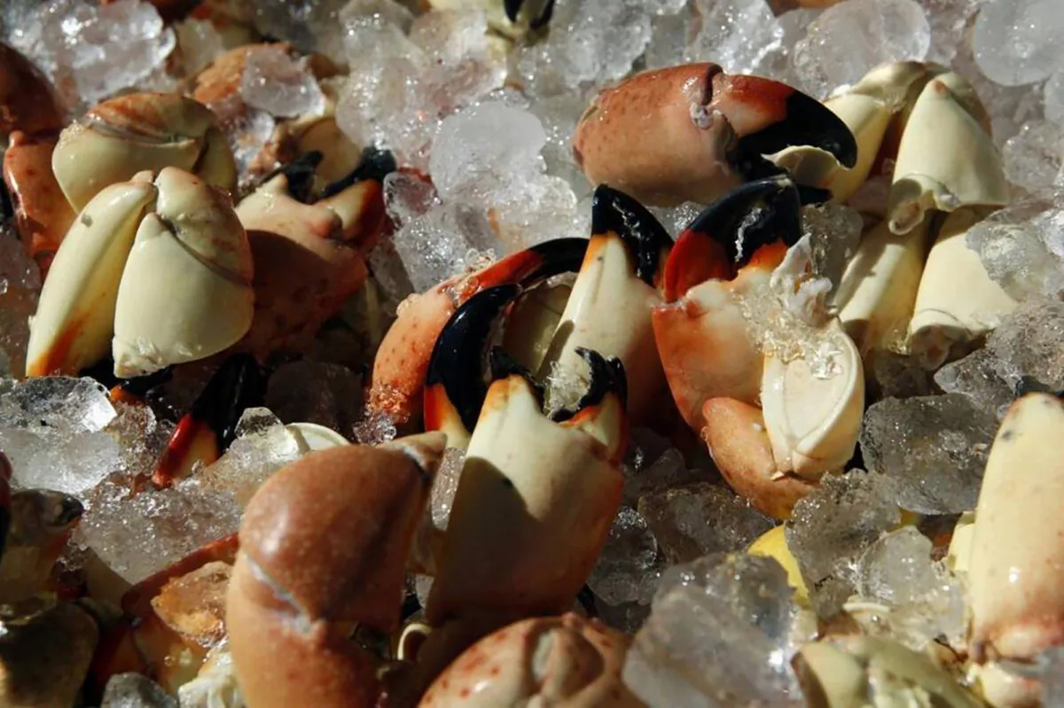 Florida's stone crab season began on Oct. 15 and ends on May 1. (TNS)