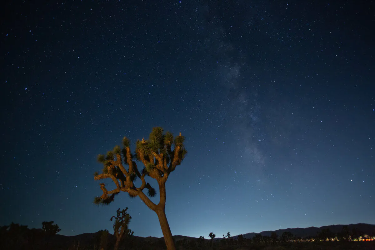 Joshua Tree during a dark sky photography workshop, led by Desert Institute on Sept. 16, 2023. (Julia Carmel/TNS)