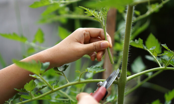 Come On In: Tips for Overwintering Plants Indoors