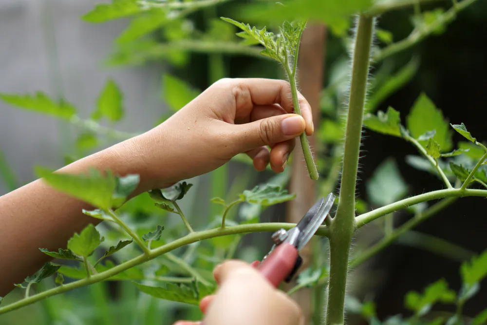 Instead of transplanting tomatoes, take a cutting and put it in water until it can be transplanted to an inside pot. (johan kusuma/Shutterstock)