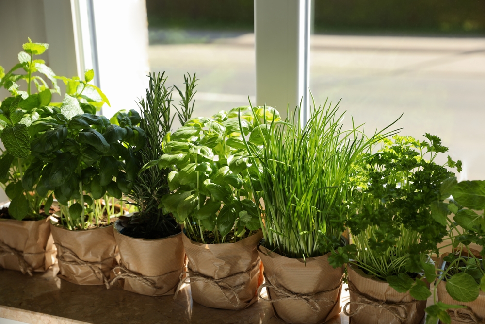 Herbs grow well indoors if placed near a bright window. (New Africa/Shutterstock)