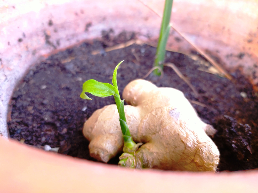 Ginger can be grown indoors if provided enough humidity.(Jackie Gump/Shutterstock)