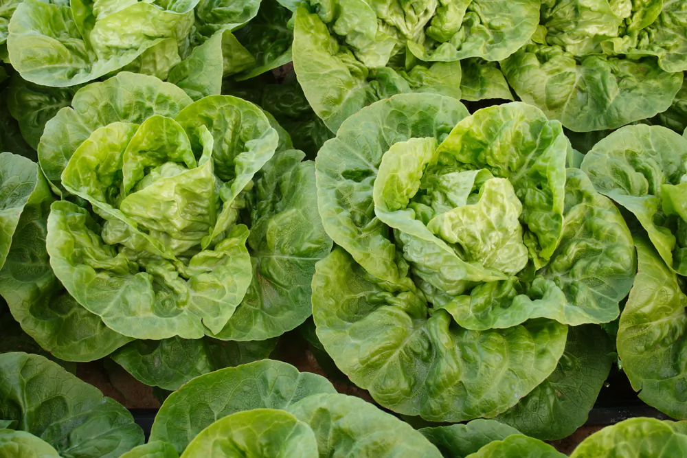 Gem lettuce leaves can be used to make smaller bites. (Fran_Almeria/Shutterstock)