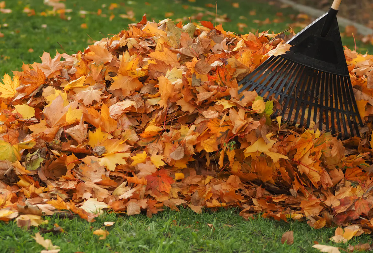 According to the National Wildlife Federation, fallen leaves create their own mini-ecosystem. (Dreamstime/TNS)