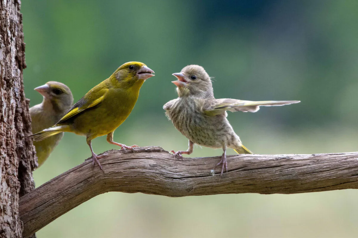 (©Jacek Stankiewicz / Comedy Wildlife Photography Awards 2023)
