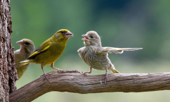 Comedy Wildlife Photography Awards Announce Rib-Tickling Finalists: Vote for Your Favorite, Win Cash Prize