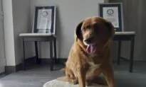 World’s Oldest Dog Ever Dies in Portugal, Aged 31