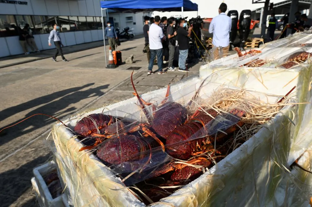 Boxes of lobsters seized by Hong Kong customs are displayed during a press conference in Hong Kong on Nov. 16, 2021. The seafood was being smuggled into China via Hong Kong, after Beijing slapped sanctions on Australian exports. (Peter Parks/AFP via Getty Images)