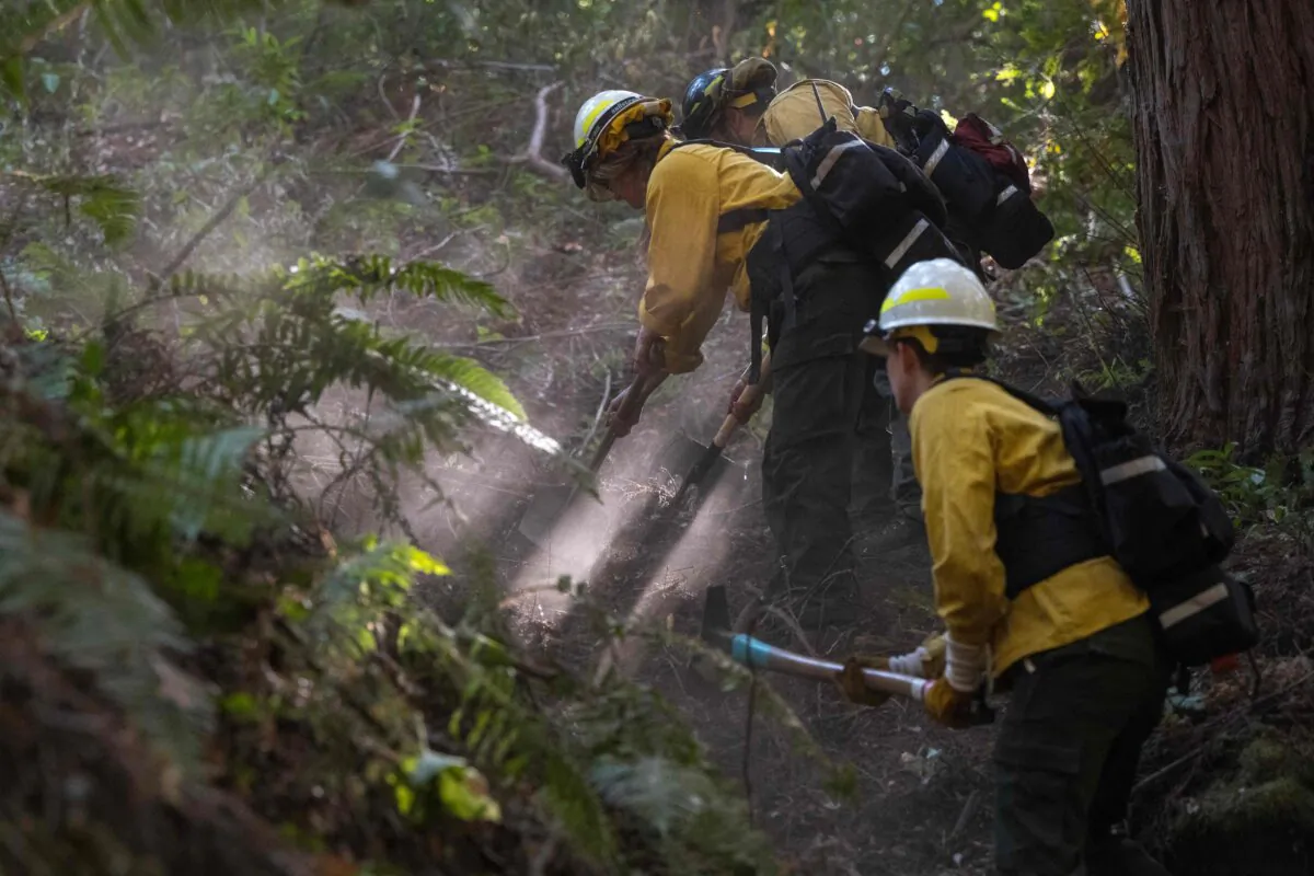 Volunteer crews clear brush around Redwood trees before a prescribed burn at Wilder Ranch State Park near Santa Cruz, Calif., on Oct. 13, 2023. Prescribed burns are used to prevent wildfires. (Nic Coury/AFP via Getty Images)