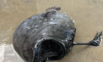 Rare Deep-Sea Anglerfish Washes Up in Southern California