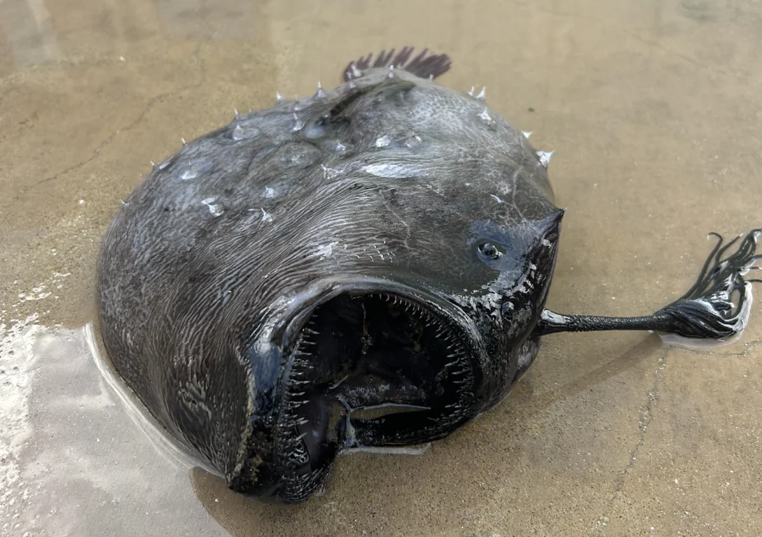 A rare sighting of a deep-sea dwelling anglerfish washed up on the beach. (Courtesy of California State Parks)