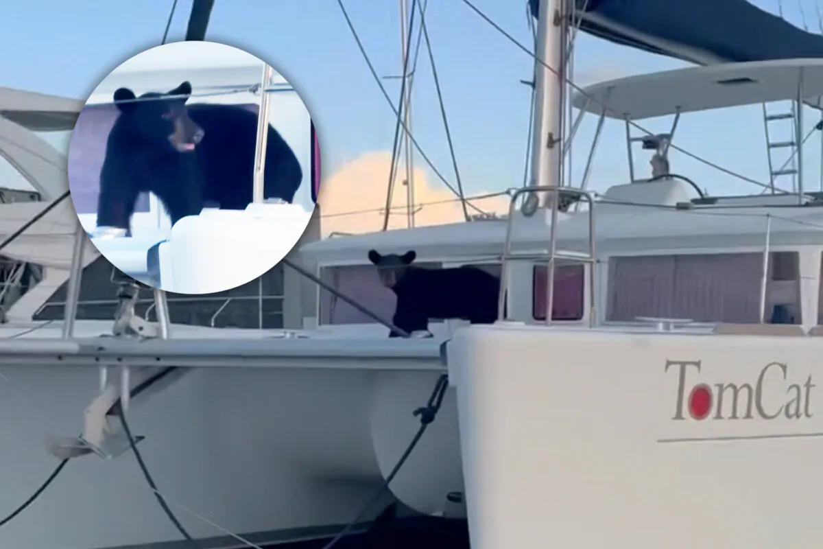 (Courtesy of TowBoat US Naples and Marco Island)