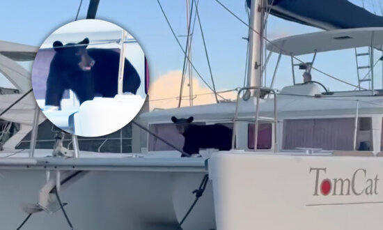 VIDEO: Cheeky Florida Black Bear Spotted Having a 'Daycation' on a Luxury Yacht