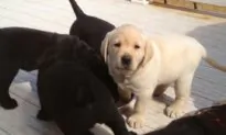 ‘Puppy Love’: Warm, Cuddly, and Uneven