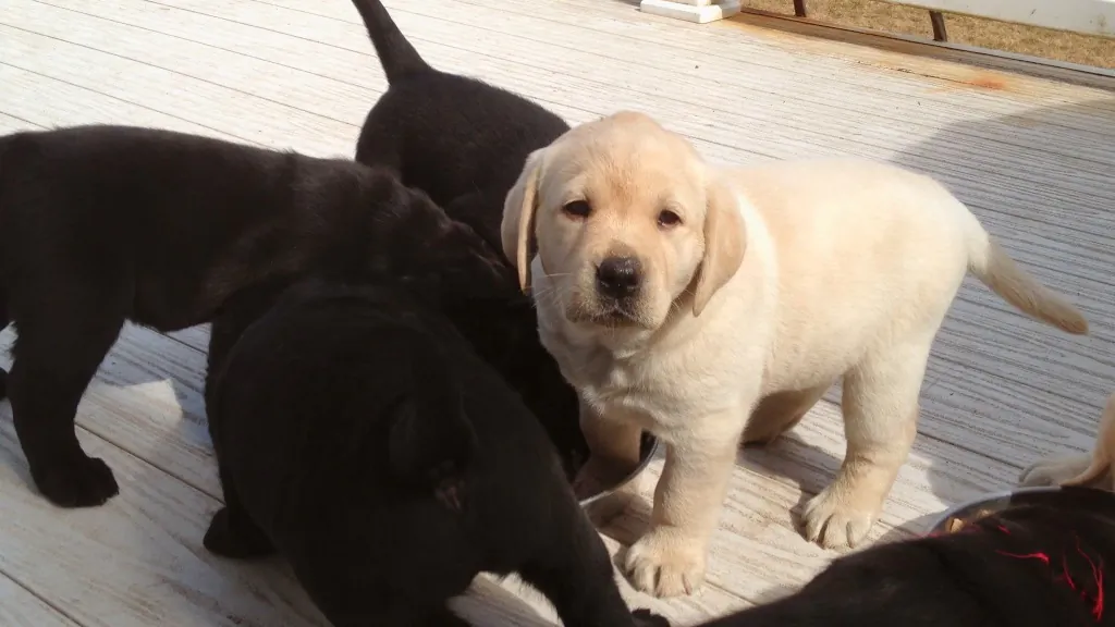 Sickly puppies are taken in for rehabilitation, in "Puppy Love." (Cerise Films)