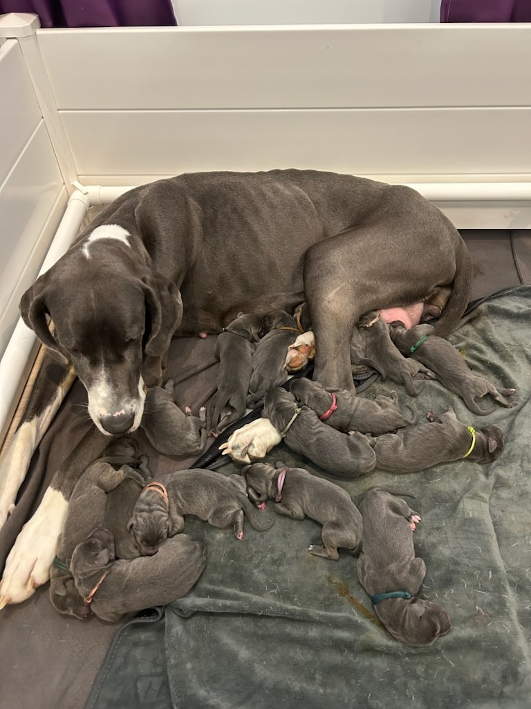 Meadow, the two-year-old Great Dane with her recent litter of 15 puppies.