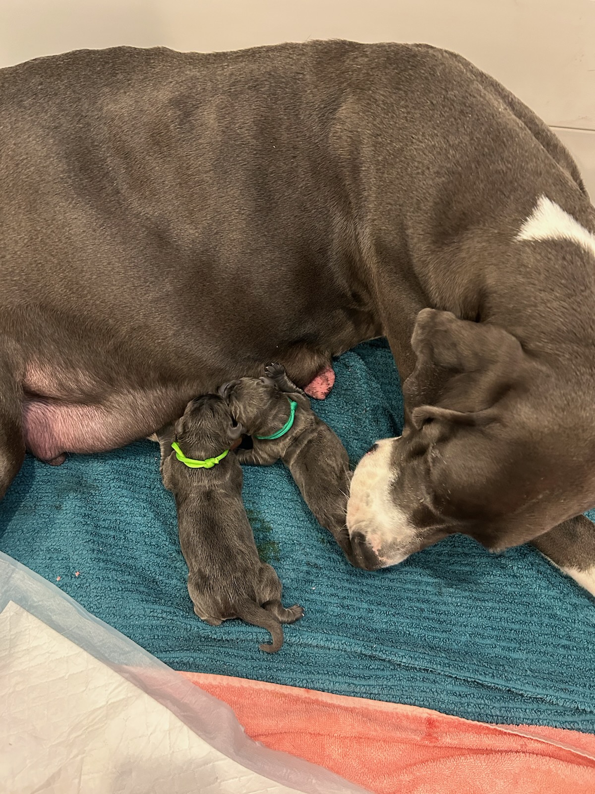 Meadow nursing her litter of puppies.