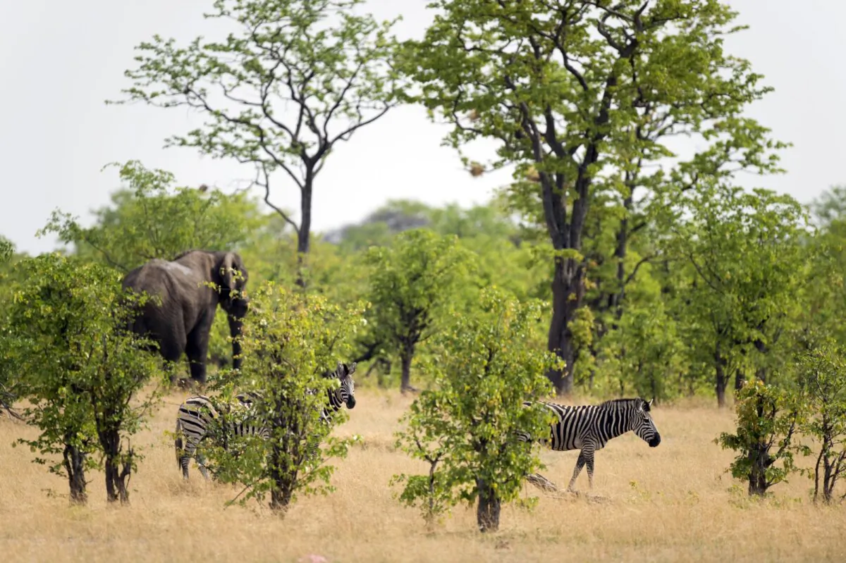A zebra and an African elephant are pictured in Hwange National Park in Zimbabwe, on Nov. 18, 2012. (Martin Bureau/AFP via Getty Images)