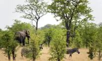 A German Tourist Who Went Missing in Remote Zimbabwe Wildlife Park Is Found Alive 3 Days Later