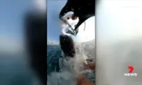 Caught on Camera: Australian Windsurfer Hit by Airborne Whale