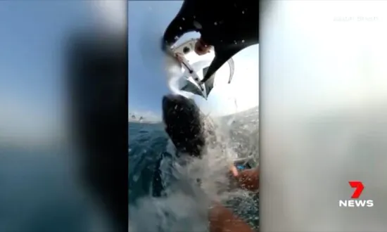 Caught on Camera: Australian Windsurfer Hit by Airborne Whale