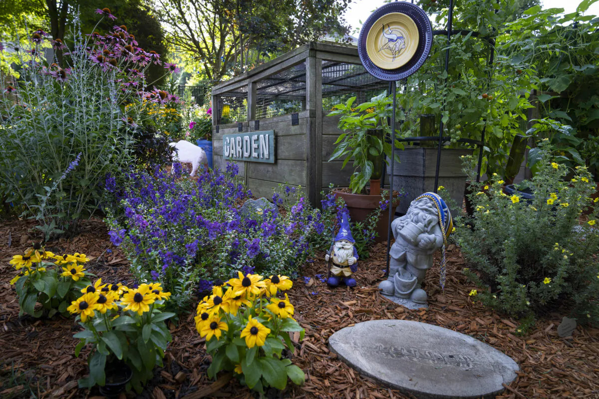 The Vikings garden in Sue and Bob Olson's backyard on Aug. 4, 2023 in Mankato, Minnesota. (Leila Navidi/Minneapolis Star Tribune/TNS)