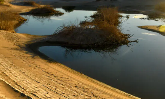 ‘I’ve Never Seen Anything Like This’: Death Valley Gleams With Water, Wildflowers, and Color