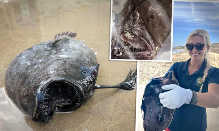 Horrifying Deep-Sea Fish Found on SoCal Beach (Again) in Time for Halloween—But Why?