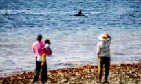 In Seattle, Phones Ding; Killer Whales Could Be Close