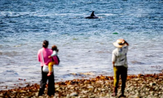 In Seattle, Phones Ding; Killer Whales Could Be Close