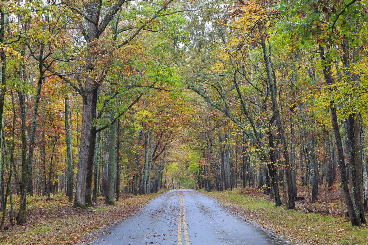 The road in Kings Mountain State Park in Blacksburg, South Carolina, is just one of the scenic drives the state offers this season. (Jill Lang/Dreamstime/TNS)
