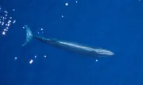 Oceanic Agency Rejects Petition to Slow Gulf of Mexico Shipping in Bid to Protect Whales