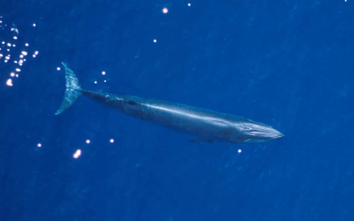 A Rice's whale is seen swimming in the Gulf of Mexico. (Courtesy NOAA Research Permit #779-1633-00)