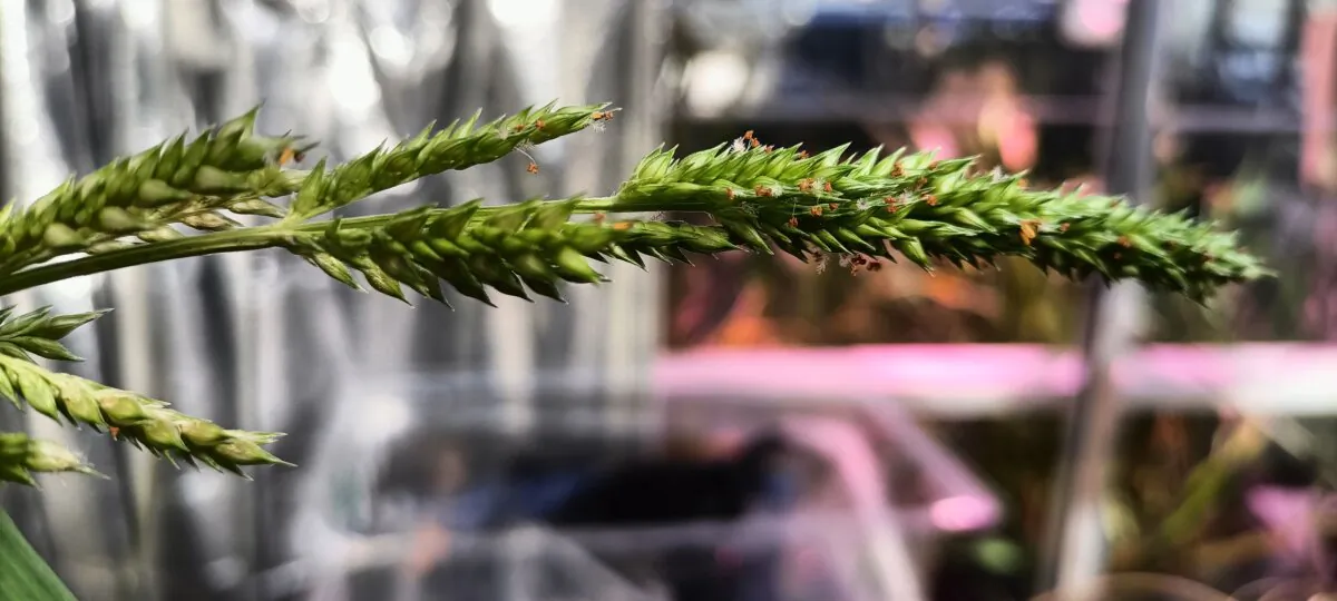 Channel millet growing in the UQ greenhouse. (University of Queensland)
