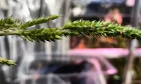 Researchers Say New Grain Type Could Be Climate-Resilient