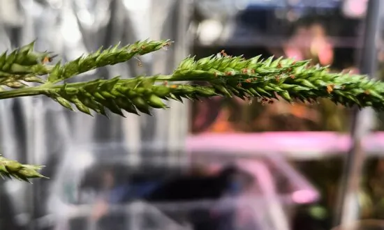 Researchers Say New Grain Type Could Be Climate-Resilient