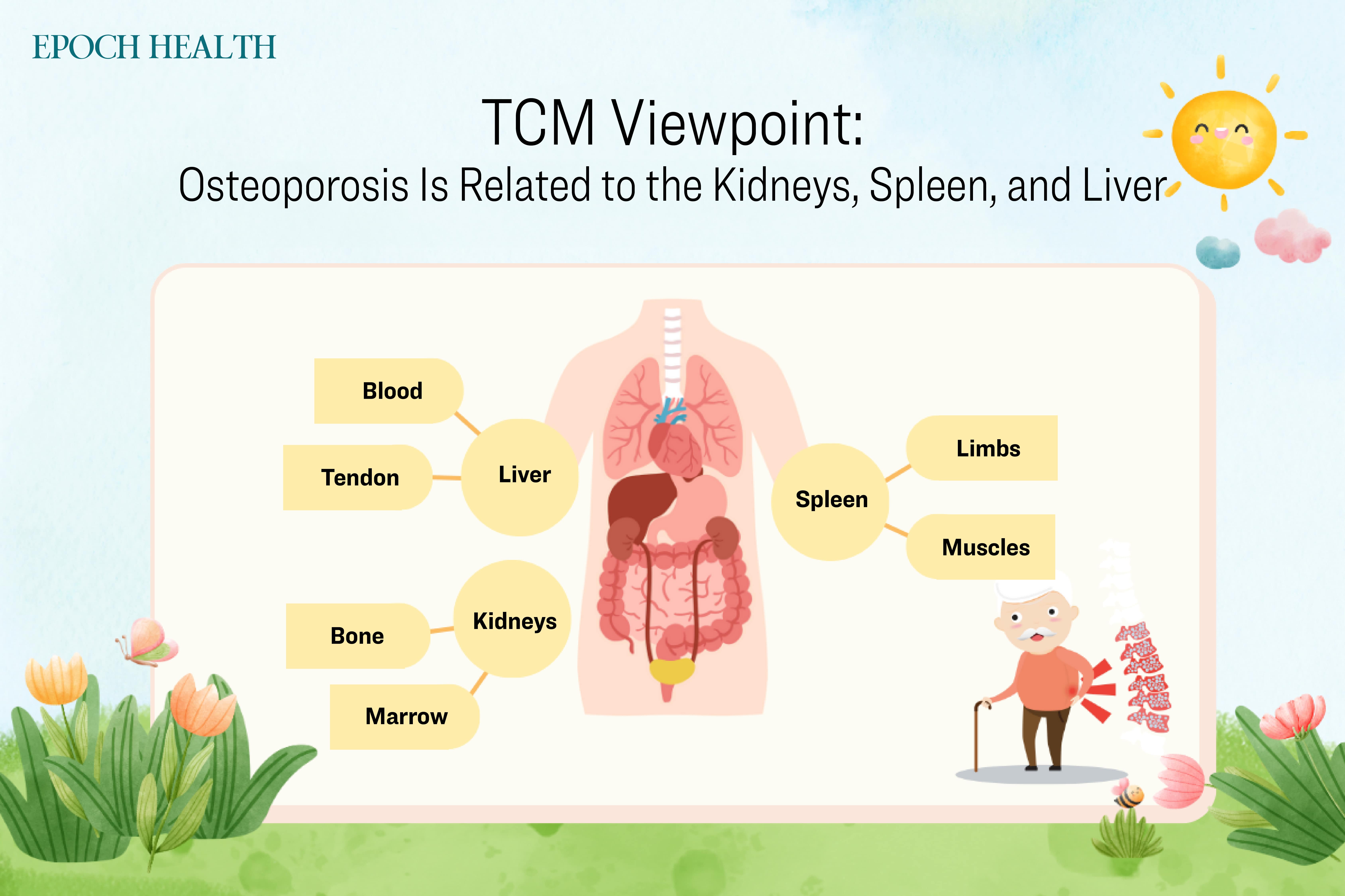 According to traditional Chinese medicine, osteoporosis is associated with the kidneys, spleen, and liver. (The Epoch Times)