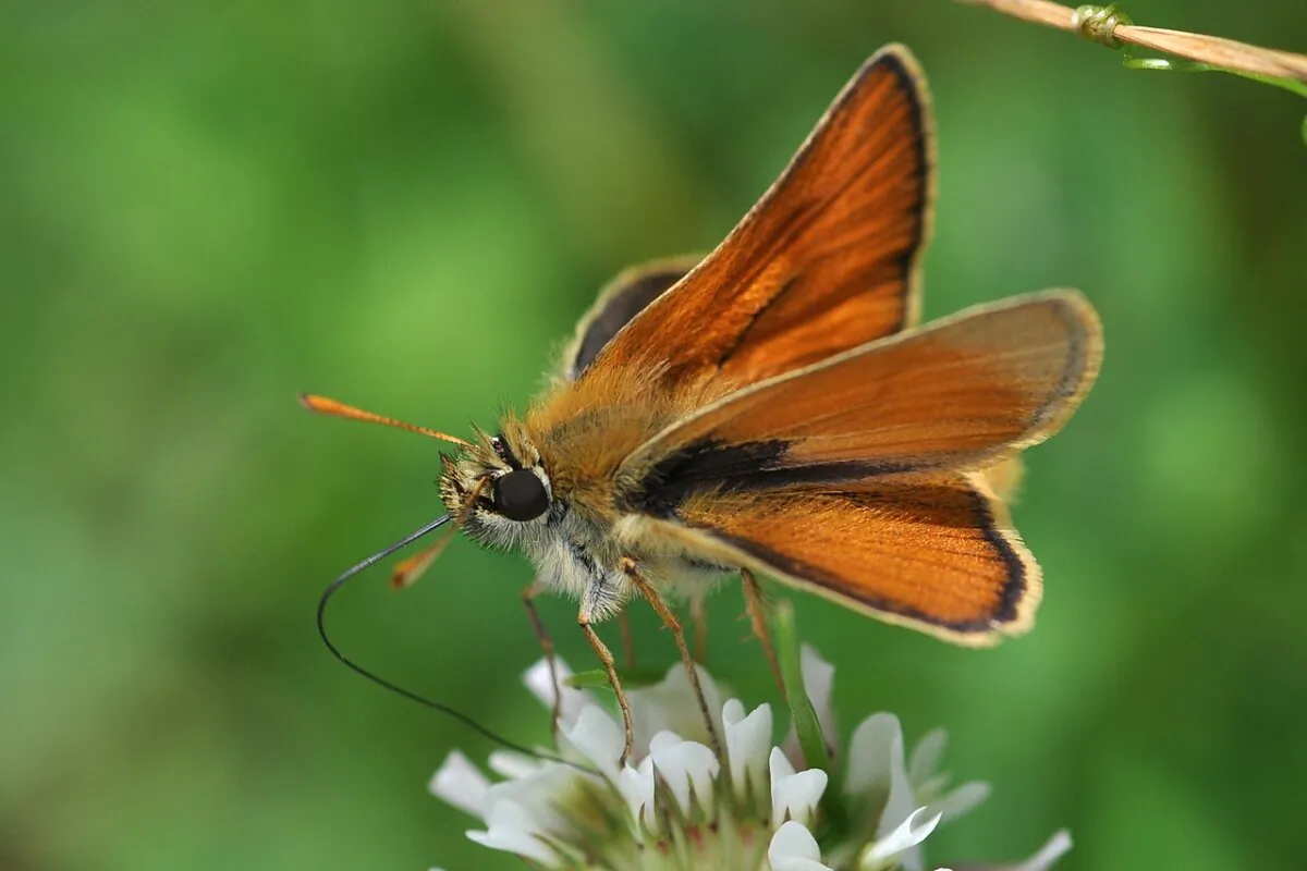 Butterflies are but one of the many creatures found in a backyard during over the seasons. (Aiwo/CC BY-SA 3.0)