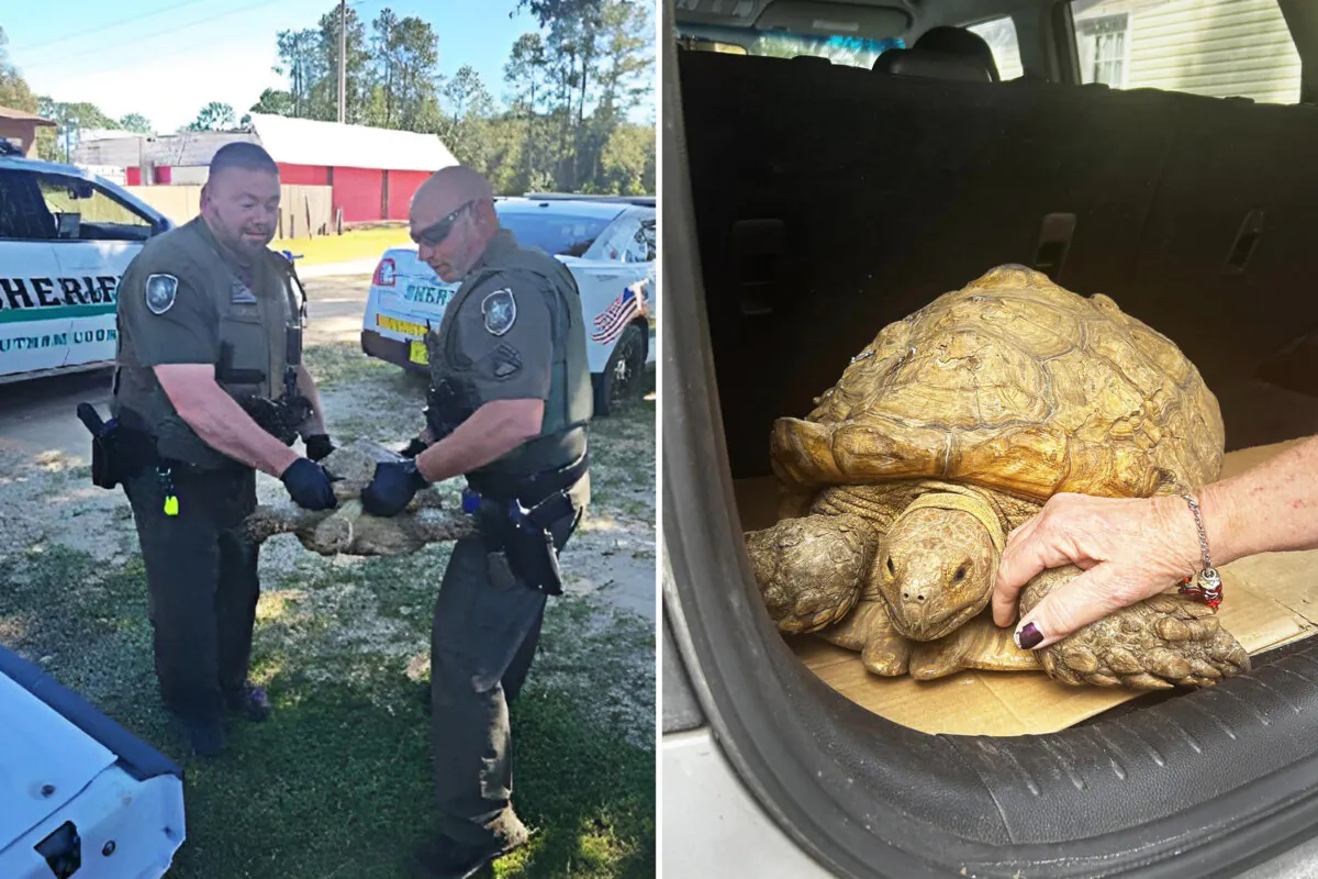 (Left: Courtesy of Putnam County Sheriff's Office; Right: Courtesy of Florida’s Wildest Animal Rescue)