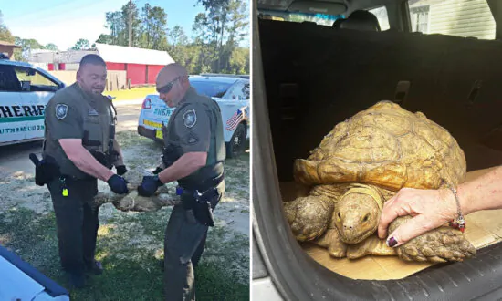 Escaped Tortoise Missing for Over 3 Years in Florida Is Found Just 3 Miles From Her Home