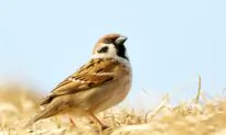 Book Excerpt: When Communist China Waged War on Little Brown Birds